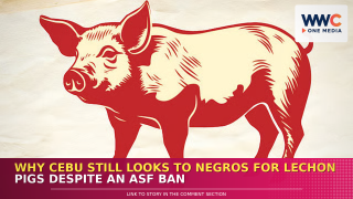 Why Cebu Still Looks to Negros for Lechon Pigs Despite an ASF Ban