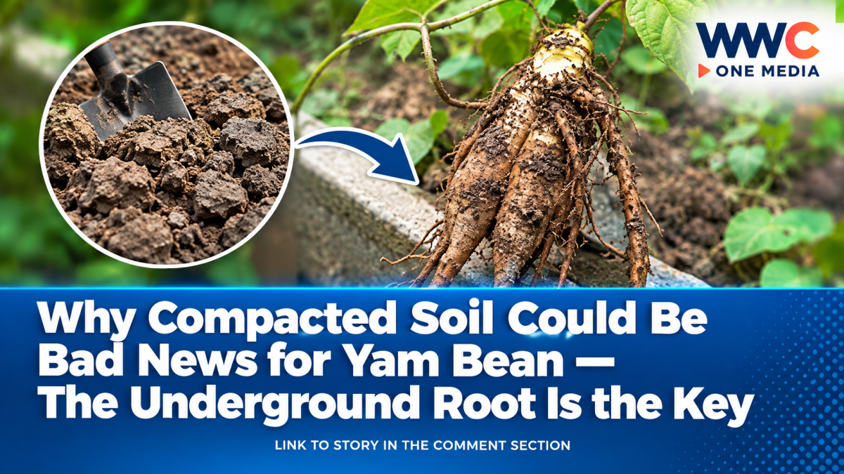 Why Compacted Soil Could Be Bad News for Yam Bean — The Underground Root Is the Key