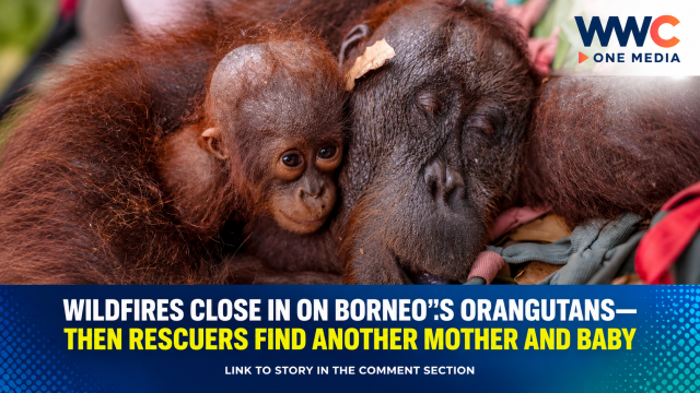 Wildfires Close In on Borneo’s Orangutans—Then Rescuers Find Another Mother and Baby