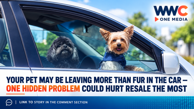 Your Pet May Be Leaving More Than Fur in the Car — One Hidden Problem Could Hurt Resale the Most
