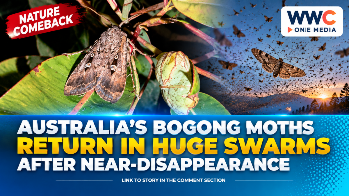 Australia’s Bogong Moths Return in Huge Swarms After Near-Disappearance