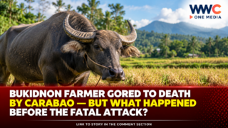 Bukidnon Farmer Gored to Death by Carabao—But What Happened Before the Fatal Attack?