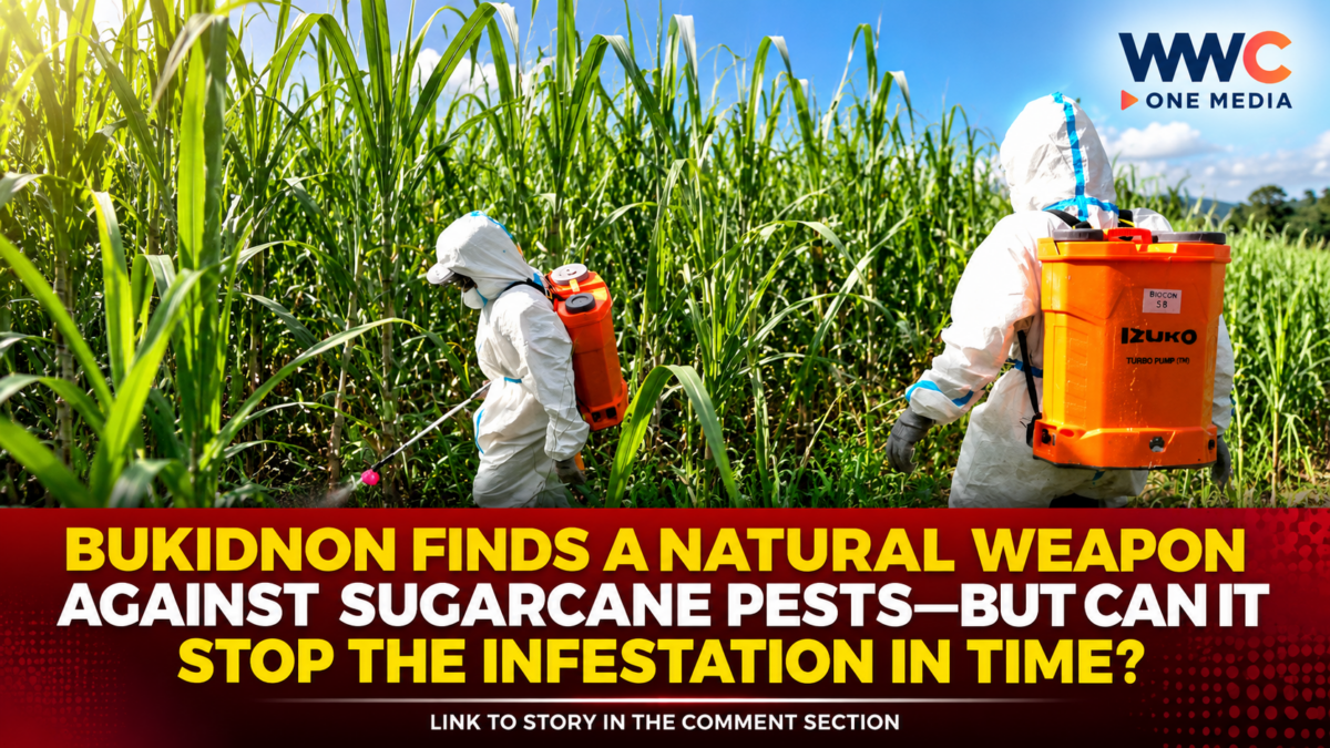 Bukidnon Finds a Natural Weapon Against Sugarcane Pests—but Can It Stop the Infestation in Time?