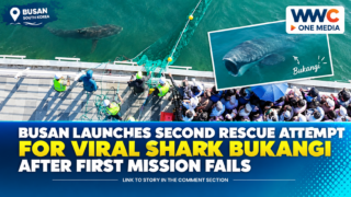 Busan Launches Second Rescue Attempt for Viral Shark Bukangi After First Mission Fails