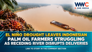 El Niño Drought Leaves Indonesian Palm Oil Farmers Struggling as Receding River Disrupts Deliveries