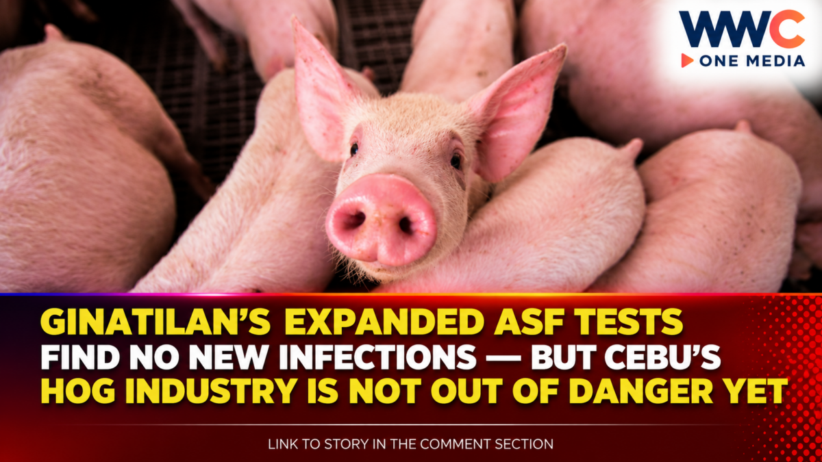 Ginatilan’s Expanded ASF Tests Find No New Infections — But Cebu’s Hog Industry Is Not Out of Danger Yet