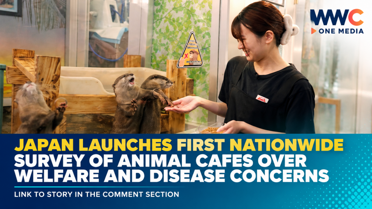 Japan Launches First Nationwide Survey of Animal Cafes Over Welfare and Disease Concerns