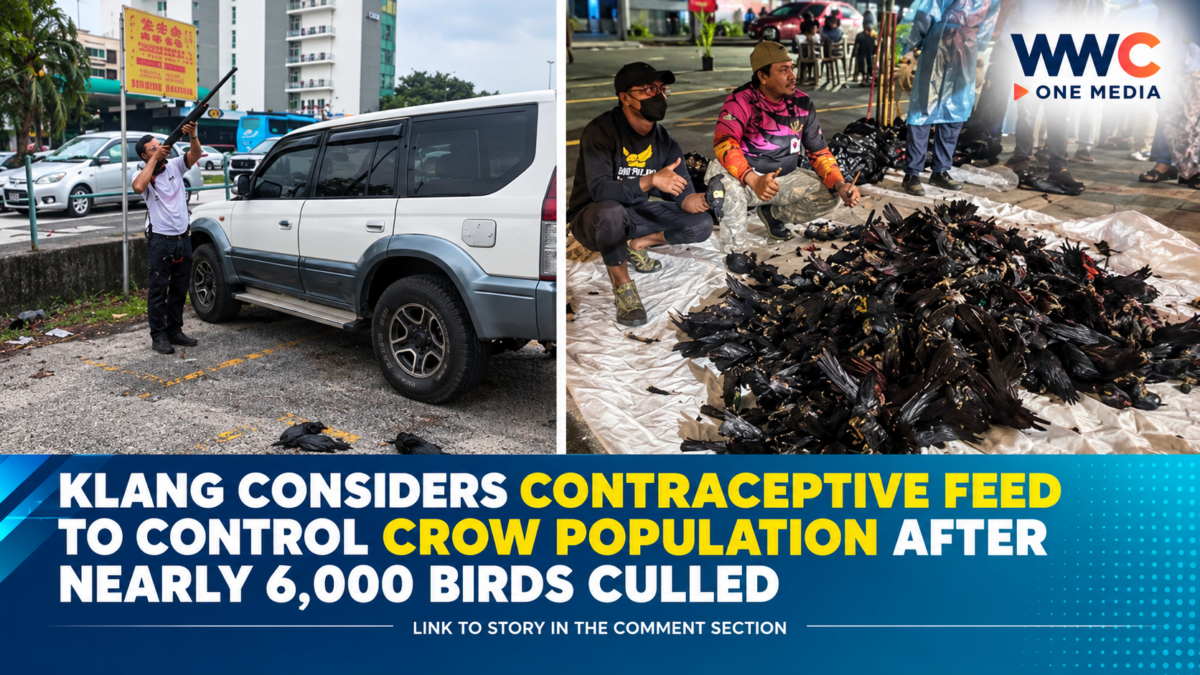 Klang Considers Contraceptive Feed to Control Crow Population After Nearly 6,000 Birds Culled
