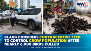 Klang Considers Contraceptive Feed to Control Crow Population After Nearly 6,000 Birds Culled