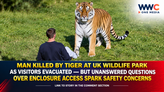 Man Killed by Tiger at UK Wildlife Park as Visitors Evacuated — But Unanswered Questions Over Enclosure Access Spark Safety Concerns