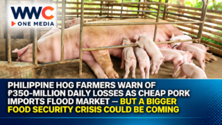 Philippine Hog Farmers Warn of ₱350-Million Daily Losses as Cheap Pork Imports Flood Market — But a Bigger Food Security Crisis Could Be Coming