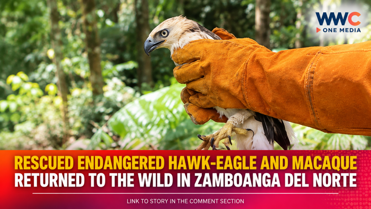 Rescued Endangered Hawk-Eagle and Macaque Returned to the Wild in Zamboanga del Norte