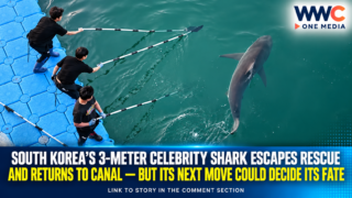 South Korea’s 3-Meter Celebrity Shark Escapes Rescue and Returns to Canal — But Its Next Move Could Decide Its Fate
