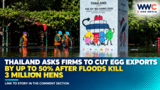 Thailand Asks Firms to Cut Egg Exports by Up to 50% After Floods Kill 3 Million Hens