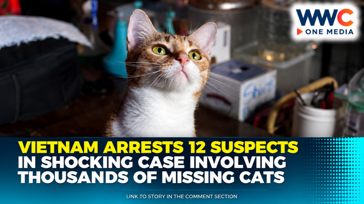 Vietnam Arrests 12 Suspects in Shocking Case Involving Thousands of Missing Cats
