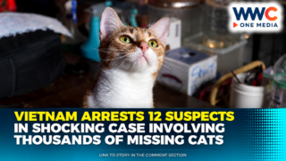Vietnam Arrests 12 Suspects in Shocking Case Involving Thousands of Missing Cats