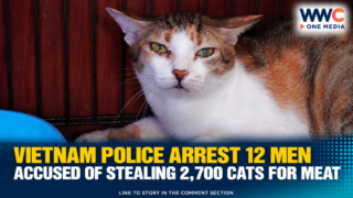 Vietnam Police Arrest 12 Men Accused of Stealing 2,700 Cats for Meat