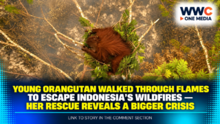 Young Orangutan Walked Through Flames to Escape Indonesia’s Wildfires — Her Rescue Reveals a Bigger Crisis