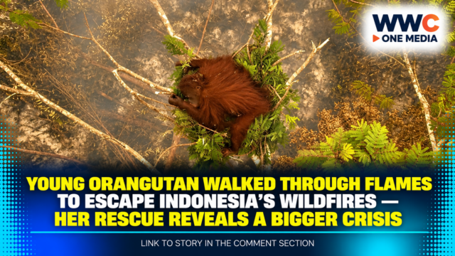 Young Orangutan Walked Through Flames to Escape Indonesia’s Wildfires — Her Rescue Reveals a Bigger Crisis